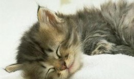 网红少女猫猫的瓜在哪吃,探寻美食背后的故事