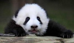 大白熊猫爆料视频,揭秘幕后真相