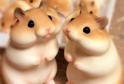 娱乐吃瓜酱仓鼠,揭秘娱乐圈背后的趣味故事