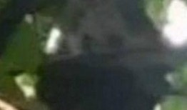 大白熊猫爆料视频,揭秘幕后真相