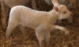 zc7h爆料视频小羊,揭秘zc7h爆料视频背后的故事