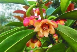 枫丹植物爆料最新消息是真的吗,最新消息真实性揭秘