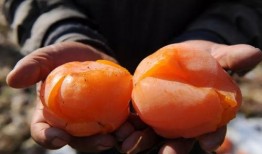 网红柿子爆料视频下载,带你一探究竟