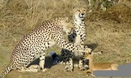 扒爷爆料小猎豹视频,小猎豹视频背后的惊人真相