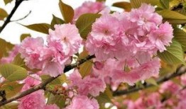 樱花爆料大神是谁啊视频,视频背后的神秘人物