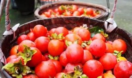 网红柿子爆料视频下载,带你一探究竟