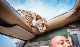 扒爷爆料小猎豹视频,小猎豹视频背后的惊人真相