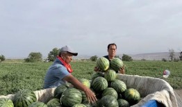 大型吃瓜视频免费观看大全,海量大型吃瓜视频免费畅享指南