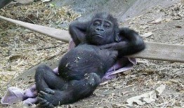 嘴像猩猩一样吃瓜的网红,吃瓜姿势引网友热议