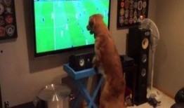 足坛神犬在线观看,足球场上的忠诚伙伴