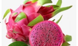 小火龙果爆料视频下载,带你一探究竟