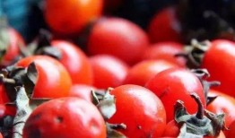 网红柿子爆料视频下载,带你一探究竟