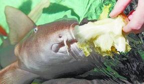 娱乐吃瓜鲨,揭秘娱乐圈那些不为人知的幕后故事