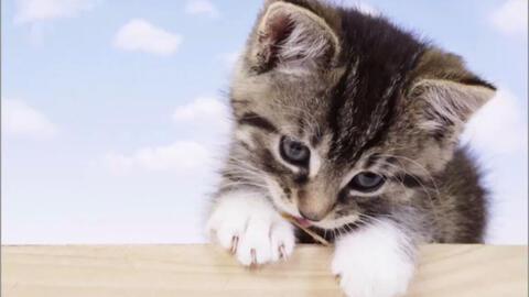 娱乐吃瓜酱小猫吵架,揭秘背后真相