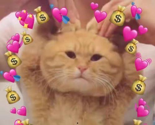 小喵娱乐吃瓜,揭秘娱乐圈最新吃瓜事件，带你领略明星幕后故事