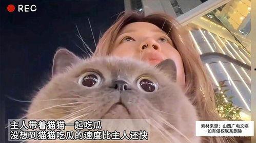 吃瓜的猫