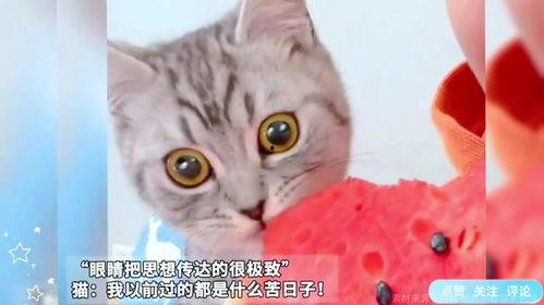 吃瓜的猫