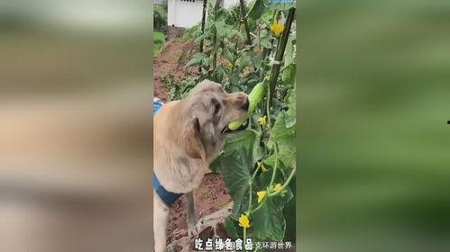 吃瓜娱乐小狗,小狗带你领略萌宠界的欢乐时光